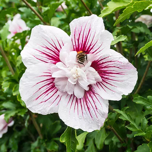 Mályvacserje 'Manuela' fajta - Hibiscus syriacus 'Manuela'