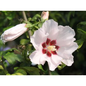 Mályvacserje - Hibiscus syriacus 'Mathilde'