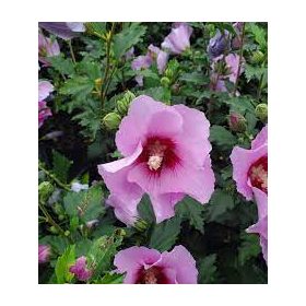 Mályvacserje - Hibiscus syriacus 'Minerva'