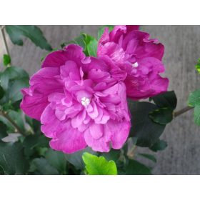   Mályvacserje  - Hibiscus syriacus 'Purple Ruffles'