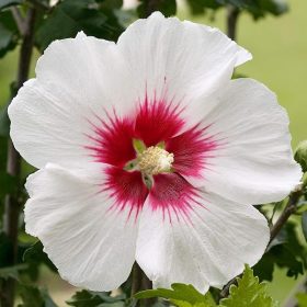 Mályvacserje - Hibiscus syriacus 'Red Heart'