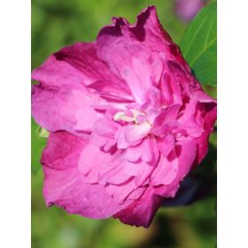 Mályvacserje - Hibiscus syriacus 'Sanchoyo'