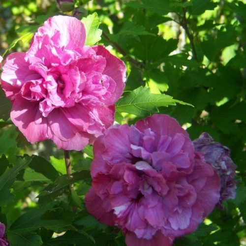 Mályvacserje - Hibiscus syriacus 'Sanchoyo'