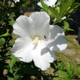 Mályvacserje - Hibiscus syriacus 'Totus Albus'