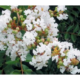 Selyemmirtusz - Lagerstroemia 'Acoma'