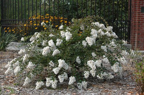 Selyemmirtusz - Lagerstroemia 'Acoma'