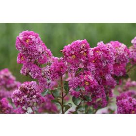   Selyemmirtusz - Lagerstroemia 'Indya Charms Violet'