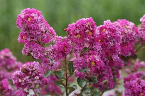 Selyemmirtusz - Lagerstroemia 'Indya Charms Violet'