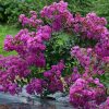 Selyemmirtusz - Lagerstroemia 'Indya Charms Violet'