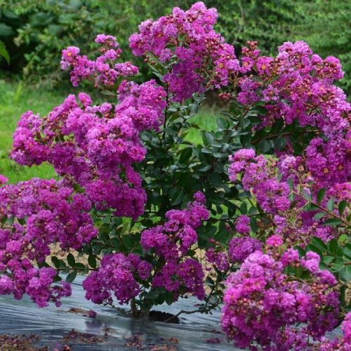 Selyemmirtusz - Lagerstroemia 'Indya Charms Violet'