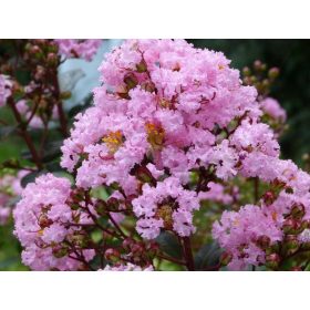 Selyemmirtusz  - Lagerstroemia 'Rhapsody in Pink'