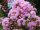Selyemmirtusz  - Lagerstroemia 'Rhapsody in Pink'