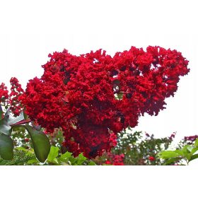 Selyemmirtusz  - Lagerstroemia 'Red Imperator'