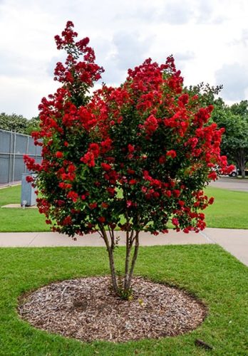 Selyemmirtusz  - Lagerstroemia 'Red Imperator'