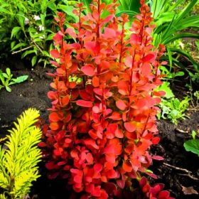   Oszlopos japán  - Berberis thunbergii 'Orange Rocket'
