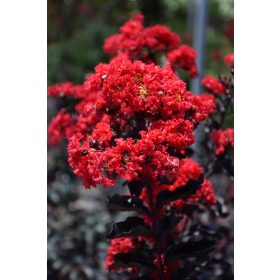 Selyemmirtusz - Lagerstroemia 'Best Red'