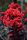 Selyemmirtusz - Lagerstroemia 'Best Red'