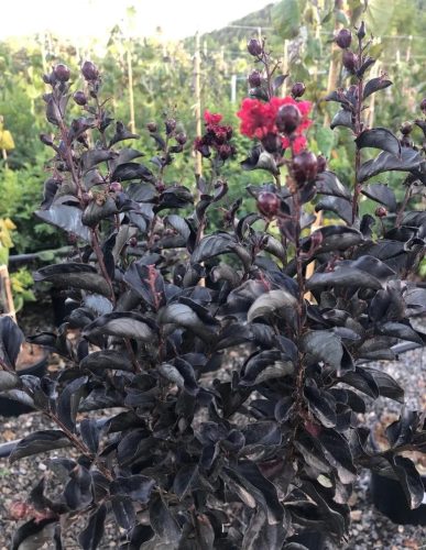 Selyemmirtusz - Lagerstroemia 'Best Red'