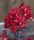 Selyemmirtusz  - Lagerstroemia 'Black Diamond Red Hot'