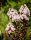Selyemmirtusz  - Lagerstroemia 'Black Diamond Blush'