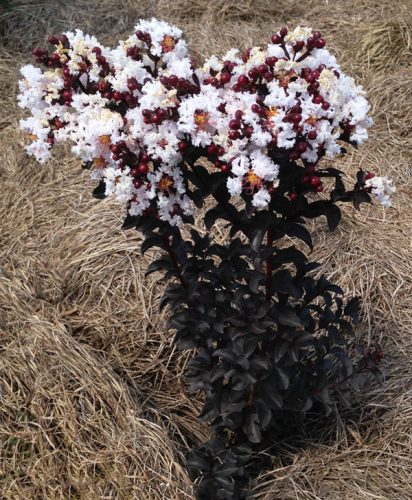 Selyemmirtusz  - Lagerstroemia 'Black Diamond Blush'