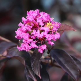   Selyemmirtusz - Lagerstroemia 'Black Diamond Lavander Lace'