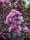 Selyemmirtusz  - Lagerstroemia 'Black Diamond Purely Purple'