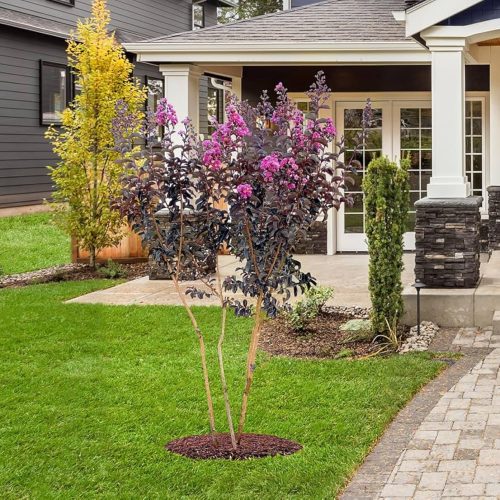 Selyemmirtusz  - Lagerstroemia 'Black Diamond Purely Purple'