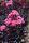 Selyemmirtusz  - Lagerstroemia 'Black Diamond Shell Pink'