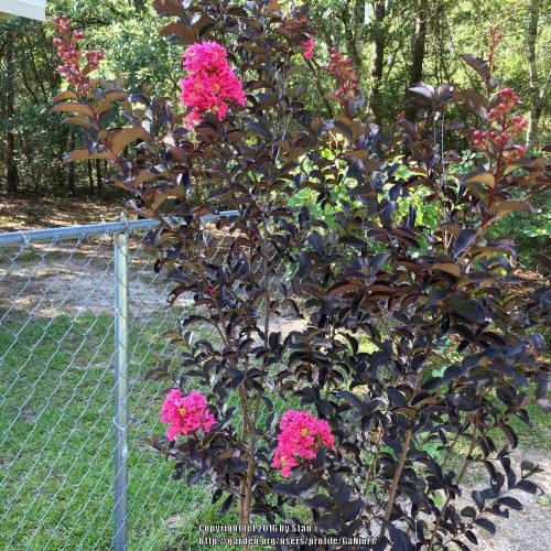 Selyemmirtusz  - Lagerstroemia 'Black Diamond Shell Pink'