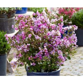   Törpe selyemmirtusz  - Lagerstroemia 'With Love Kiss (Milavio)'