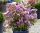 Törpe selyemmirtusz  - Lagerstroemia 'With Love Kiss (Milavio)'