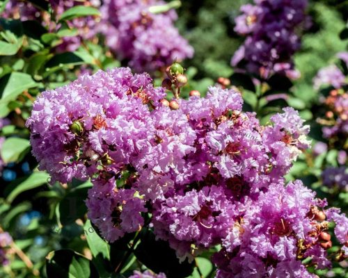 Törpe selyemmirtusz  - Lagerstroemia 'With Love Kiss (Milavio)'