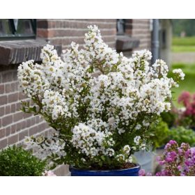   Törpe selyemmirtusz  - Lagerstroemia 'With Love Virgin (Milabla)'
