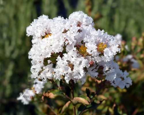 Törpe selyemmirtusz  - Lagerstroemia 'With Love Virgin (Milabla)'