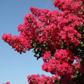 Selyemmirtusz - Lagerstroemia 'Tuskegee'