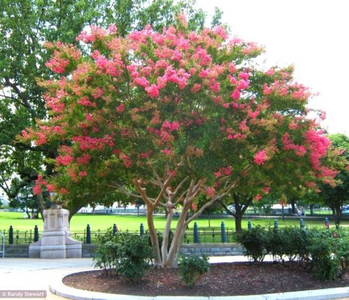 Selyemmirtusz - Lagerstroemia 'Tuskegee'