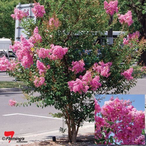 Selyemmirtusz  - Lagerstroemia 'Lipan'