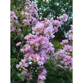 Selyemmirtusz - Lagerstroemia 'Muskogee'
