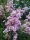 Selyemmirtusz - Lagerstroemia 'Muskogee'