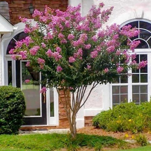 Selyemmirtusz - Lagerstroemia 'Muskogee'