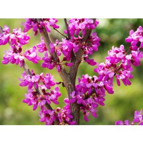 Közönséges júdásfa - Cercis siliquastrum