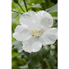   Mályvacserje - Hibiscus syriacus 'Flower Tower White'