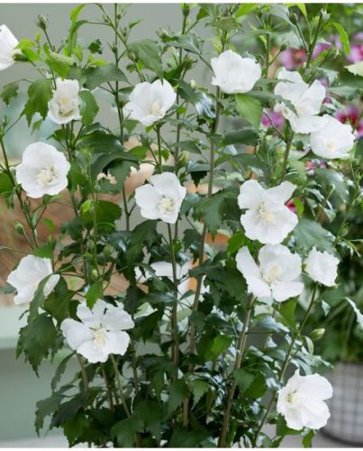Mályvacserje - Hibiscus syriacus 'Flower Tower White'