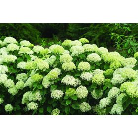   Cserjés hortenzia 'Bella Ragazza Limetta' fajta - Hydrangea arborescens 'Bella Ragazza Limetta'