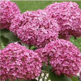   Cserjés hortenzia 'Bella Ragazza Mauvette' fajta - Hydrangea arborescens 'Bella Ragazza Mauvette'