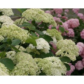   Cserjés hortenzia 'Lime Rickey' fajta - Hydrangea arborescens 'Lime Rickey'
