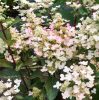 Bugás hortenzia - Hydrangea paniculata 'Early Harry'
