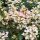 Bugás hortenzia - Hydrangea paniculata 'Early Harry'
