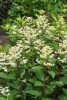 Bugás hortenzia - Hydrangea paniculata 'Early Harry'